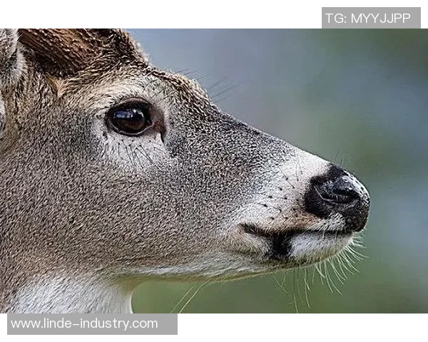 公鹿四巨头全逃离,胜负或仍未演绎